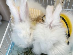 -怪兽屋·羊驼·猫咖·狗咖(俊华广场店)