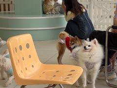 -怪兽屋·羊驼·猫咖·狗咖(俊华广场店)