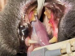 -瑞派旺宝宠物医院·犬猫全科综合·尿道专科(莲兴院)