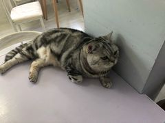 -喵的天空名猫咖啡馆·撸猫·猫舍·用品