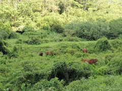 -黄埔油麻山森林公园