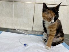 -天津前进宠物医院(前进道店)