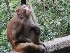 -黔灵山公园