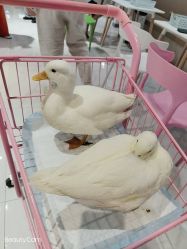 -Moni星球萌宠·小马宝莉·灵蛇·高端高阶全萌宠互动体验俱乐部(红豆国际广场店)