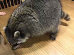 -藦茜花园宠物主题亲子互动体验馆(国顺东路店)