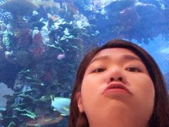 -迪拜帆船酒店海底餐厅