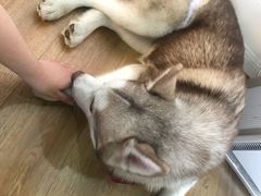 -Husky Go! 哈士奇体验馆·宠物咖啡厅狗咖