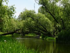 -上海共青森林公园