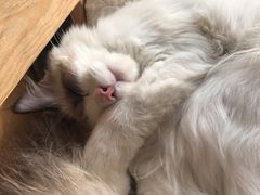 -猫小院猫主题咖啡厅(北锣店)