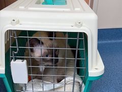 -创凡宠物医院·骨专科  猫科中心(西乡分院)