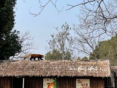 -合肥野生动物园