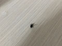 -1点点(同曦假日百货店)