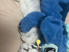 -钦宠·猫咪售卖·洗护·寄养(东圃旗舰店)