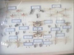 -石家庄市植物园