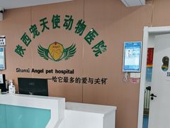 -天使宠物医院·犬猫分诊(彩虹店)
