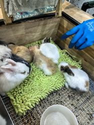 -神奇动物撸宠馆·羊驼·小浣熊·异宠(豫园店)
