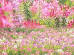 -黄山鲁森林公园