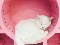 -糯米喵星人·撸猫猫舍咖啡馆(西市场嘉华店)