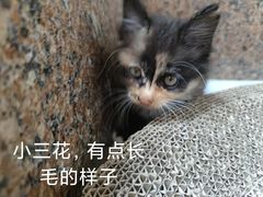 -钱万里桥小商品市场