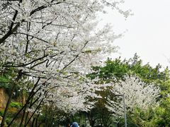 -百林公园-两江幸福广场