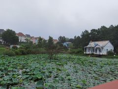 -大塘金香草谷