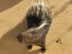 -石家庄市动物园