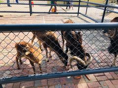 -长白岛森林公园