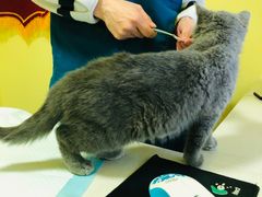 -瑞鹏宠物医院·爱宠堂·骨外专科(西荷分院)