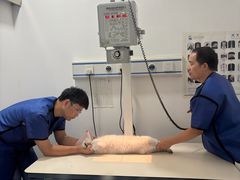 -瑞派名望志远动物医院·猫科·內科·异宠专科(直港大道店)