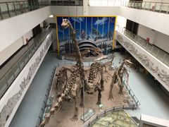 -中国地质大学逸夫博物馆