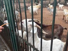 -秦皇岛野生动物园