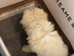 -伟伟宠物医院·CT影像中心·瑞派犬猫综合性门诊(汉口总院)