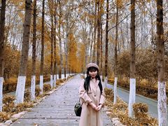 -合肥滨湖国家森林公园