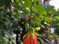 -国家植物园南园