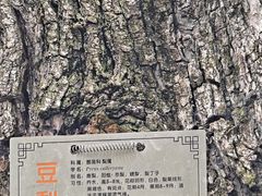 -青枫公园