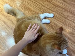 -MOCHA明星猫咖(田子坊店)