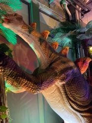 -恐龙探索乐园(磁器口店)