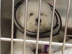 -瑞派·关忠动物医院·异宠专科·犬猫肿瘤·皮肤专科(望京店)