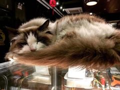 -咖法森林·咖啡  酒吧(天河店)