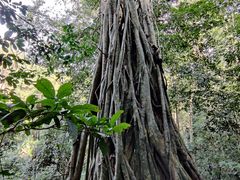 -中国科学院西双版纳热带植物园