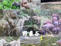 -野象谷景区