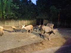 -清迈夜间动物园
