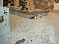 -猫域·湾主题猫咖·宠物吧(南坪城市广场店)