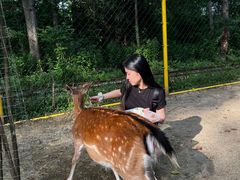 -合肥滨湖国家森林公园