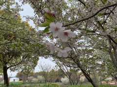 景点-高东镇樱花园