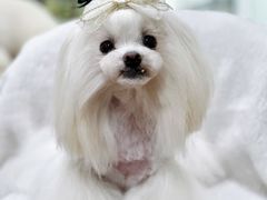 -鑫艺宠物美容培训学校