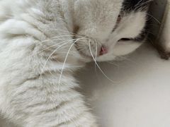 -猫儿山۰猫主题餐厅