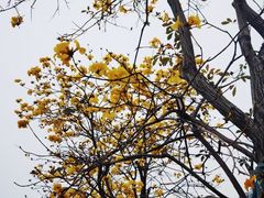-洲头咀公园