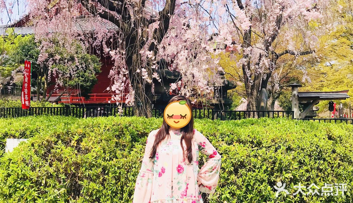 日本赏樱—春季赏花好去处🌸