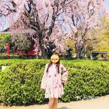 日本赏樱—春季赏花好去处🌸